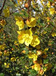 California Flannelbush