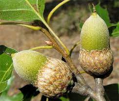 Valuable oak timber, adapted to dry soil, consistently produces acorns. Pin On Acorns