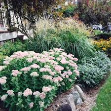 Image result for Sedum