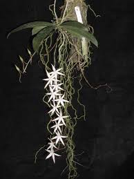 Image result for Erythrococca kirkii