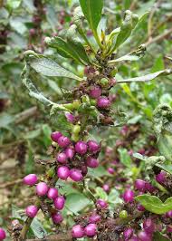 Image result for Myoporum laetum