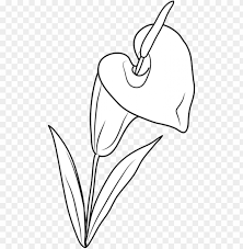 You could also print the picture using the. Lily Flower Coloring Page Lilies Flowers Clip Art Png Image With Transparent Background Toppng