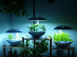 Panduan Praktis Cara Menanam Tanaman Hidroponik Hidroponik Kebun Tanaman