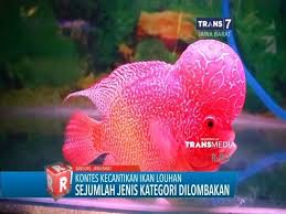 Louhan cencu mutiara mari kenali lebih dekat dengan melihat ciri ciri khususnya baik jantan maupaun betina dan temuan tips memilih anakan ikan louhan cencu. Gambar Ikan Louhan Cencu Kamfa Golden Red Golden Base Anakan