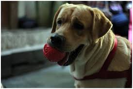 How Your Pet Can Affect Your Health Restless Legs Syndrome And Pets Rxwiki