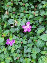 Image result for Cienfuegosia digitata