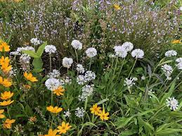 Since political boundaries aren't natural (nor are fences), native plants can usually be found on both sides of the border. North Carolina Wildflower Week North Carolina Botanical Garden