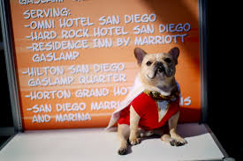 French bulldog in santa costume for christmas stock image. Photos Dogs Dressed Up For San Diego Comic Con International Time