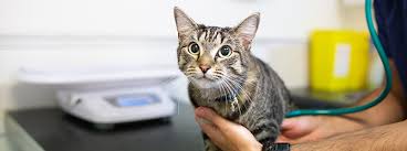 The words senile cat and cat dementia can be very scary for cat owners. Feline Dementia Signs Of Dementia In Cats My Family Vets