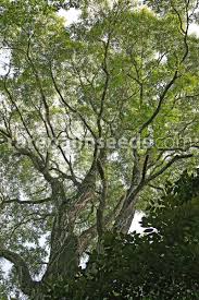 Image result for Cedrela