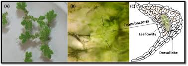 Image result for Azolla