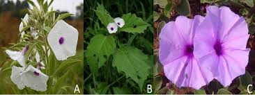 Image result for Astripomoea hyoscyamoides