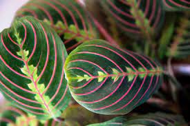 Marantas have shallow roots, so choose a pot that is more wide than deep. Prayer Plant Indoor Plant Care Growing Guide