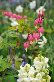 Flowering shade plants in the garden bring a shady spot or border to life with a burst of beautiful colour. Shade Tolerant Flowers Flowers To Grow In Shade