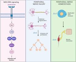 Etv5 Is Required for Peripheral Nerve Function and the Injury Response |  eNeuro