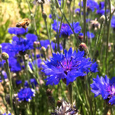 In the past, it often grew as a weed in cornfields (in the broad sense of corn, referring to grains, such as wheat, barley, rye, or oats), hence its name.it is now endangered in its native habitat by agricultural intensification, particularly by over. Bachelor S Button Blue Jubilee Gem Deep Harvest Farm