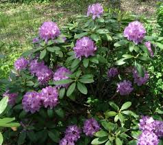 Rhododendron Catawbiense Boursault Purple Blooms Will Grow To Seven Feet 1 Container Size Plant Hardy To 10 With Images Season Plants Rhododendron Flowering Bushes