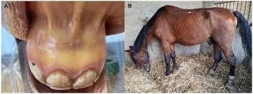 Frontiers | New insights in the diagnosis and treatment of equine  piroplasmosis: pitfalls, idiosyncrasies, and myths