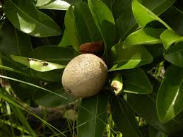 Image result for Manilkara zapota