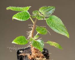 Image result for Calvoa