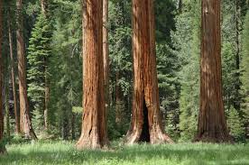 Campgrounds fill quickly on weekend nights in july and august. Crystal Springs Campground Mid Sized Group Sites Sequoia Kings Canyon National Parks Recreation Gov
