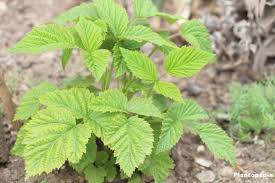 Check spelling or type a new query. How To Grow Raspberries How To Plant And Prune Bushes Plantopedia