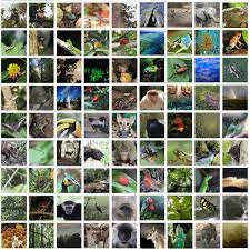 Tropical rainforests, because of their location near the equator, cover only a small area on our planet. Biodiversity In Rainforests