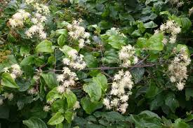 Maybe you would like to learn more about one of these? Clematis Vitalba