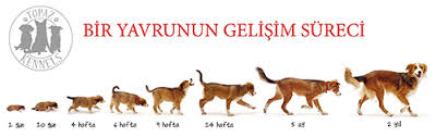 Kopek Bakimi Topaz Kennels Dog House