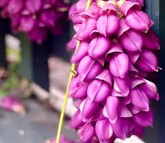 Image result for Cyclocarpa