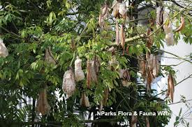 Image result for Ceiba pentandra