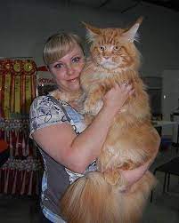 Pin On Here Kitty Kitty
