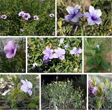 Image result for Barleria lugardii