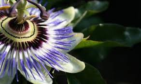 Passion fruit is a small, round fruit with a hard purple casing and a delicious, sweet passionfruit butter is also known as passion fruit curd and it's a favorite in australian and south american cuisines. Passion Flower Benefits Natural Health Guide