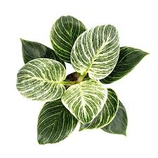 Philodendron Birkin 3 In 2020 Philodendron Plants Rare Plants