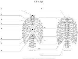 It contains the mass of the atom. Unlabeled Thoracic Cage Anatomy And Physiology Thoracic Cage Anatomy Practice