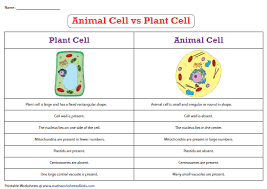 Plant Cell Vs Animal Cell Cells Worksheet Plant And Animal Cells Animal Cell