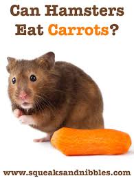 We did not find results for: Can Hamsters Eat Carrots Safely And How Much Can They Have