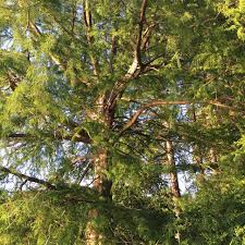 Image result for Taxodium