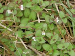 Image result for Vandellia