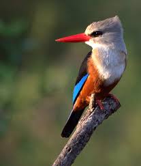 Grey Headed Kingfisher Cape Verde Islands Off N W Coast Of Africa To Mauritania Senegal Gambia E To Ethiopia Somalia Prachtige Vogels Ijsvogel Vogels