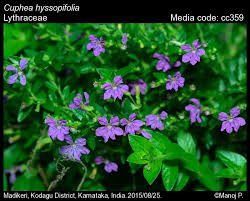 Image result for Cuphea hyssopifolia
