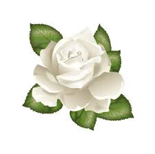 Flower Art Flower Drawing Rose Flower Wallpaper