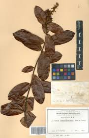 Image result for Isonema