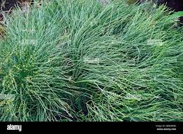 Image result for Psilotrichum scleranthum