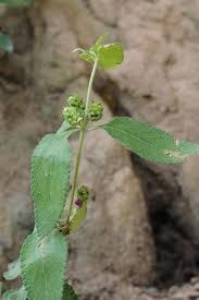 Image result for Lantana ukambensis