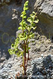 Image result for Anogramma leptophylla