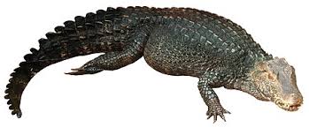 They are also known as the wedge head caiman. Cuvier S Dwarf Caiman Wikipedia