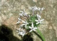 Image result for Pentanisia prunelloides