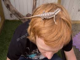 I figured zsasz was the perfect candidate for this, as bearded d. 5 Ways To Tame A Bearded Dragon How To Stop Biting